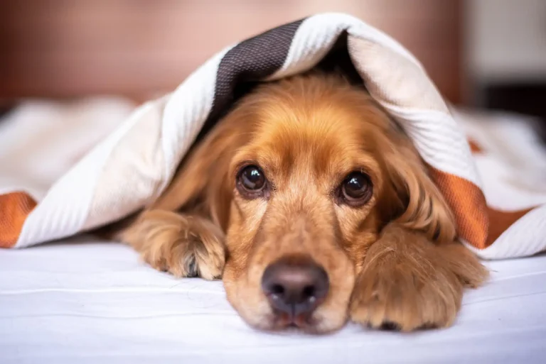Nell'immagine, il primo piano sul muso di un cane steso sul letto, con la coperta sopra la testa.